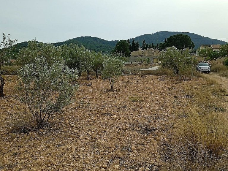 Plot for Sale in Monovar, Alicante 1