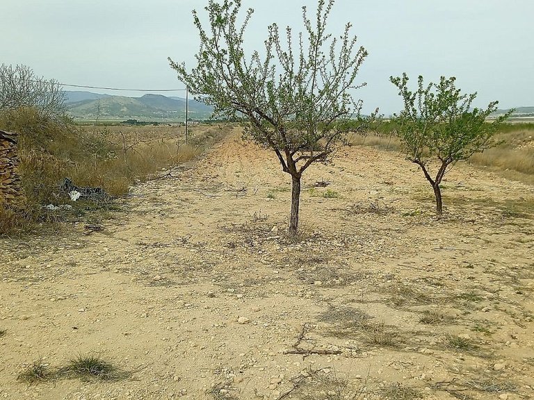 Plot for Sale in Monovar, Alicante 2
