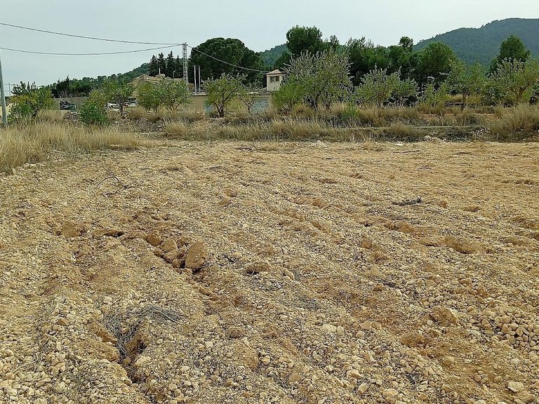 Plot for Sale in Monovar, Alicante 1
