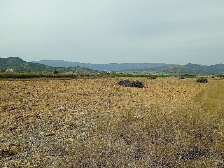 Plot for Sale in Monovar, Alicante 3