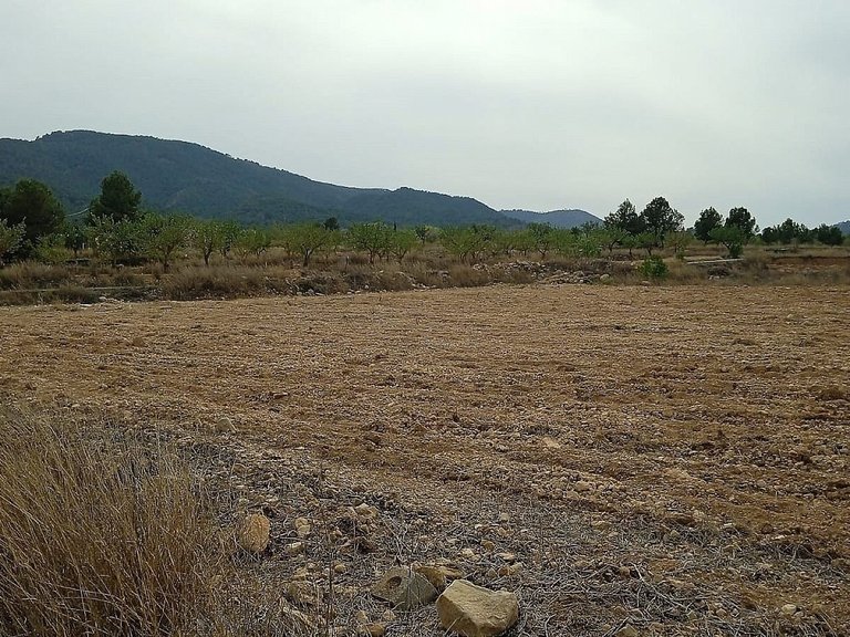 Plot for Sale in Monovar, Alicante 2