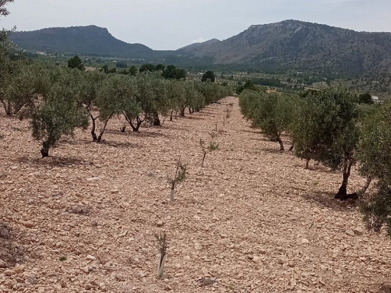 Plot for Sale in Salinas, Alicante 2