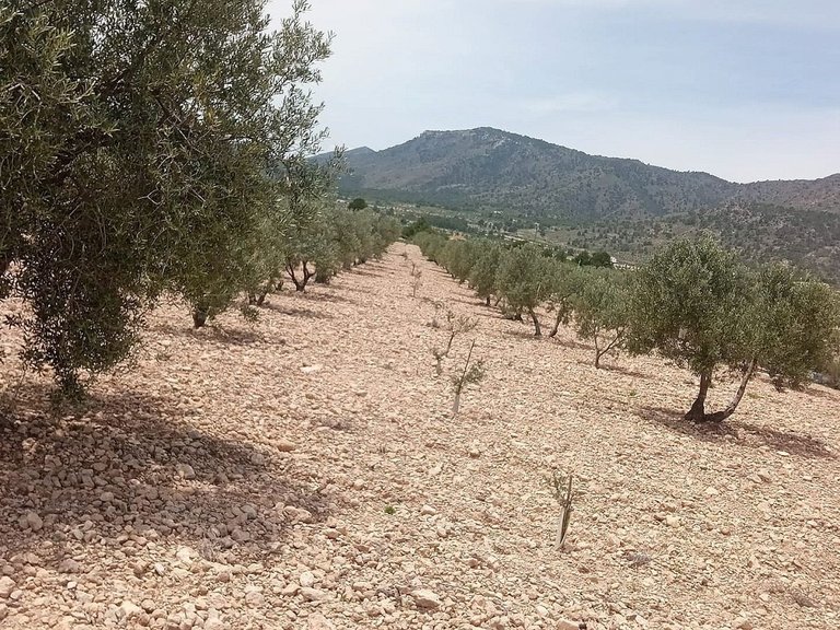 Plot for Sale in Salinas, Alicante 1