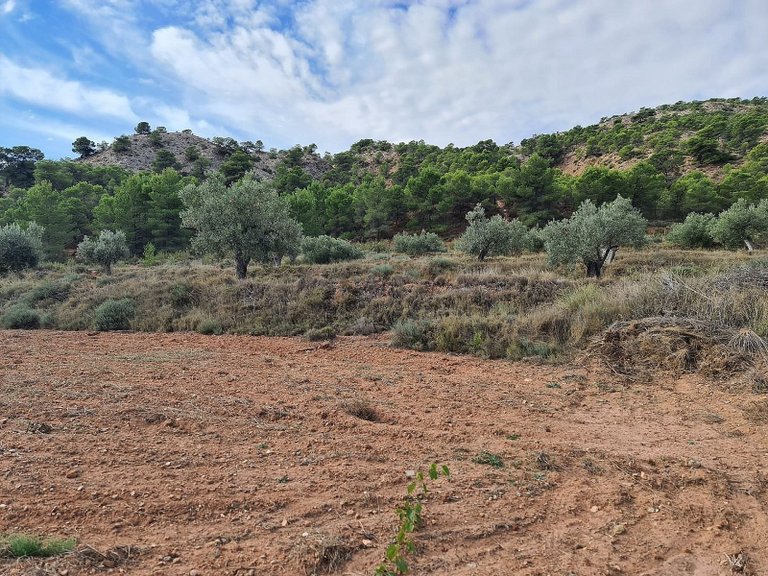 Plot for Sale in Pinoso, Alicante 6