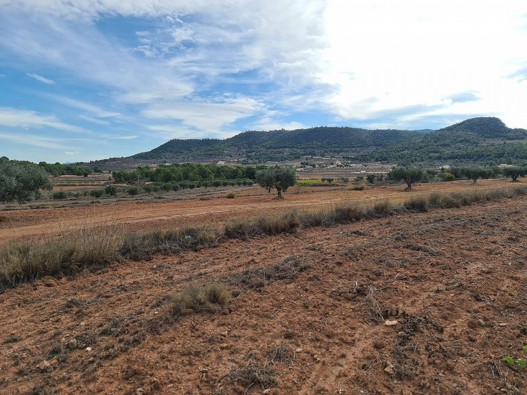 Plot for Sale in Pinoso, Alicante 9