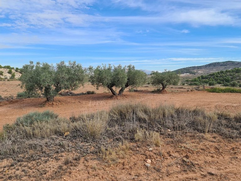Plot for Sale in Pinoso, Alicante 12