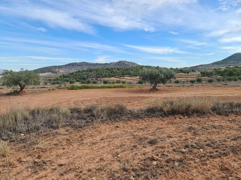 Plot for Sale in Pinoso, Alicante 3