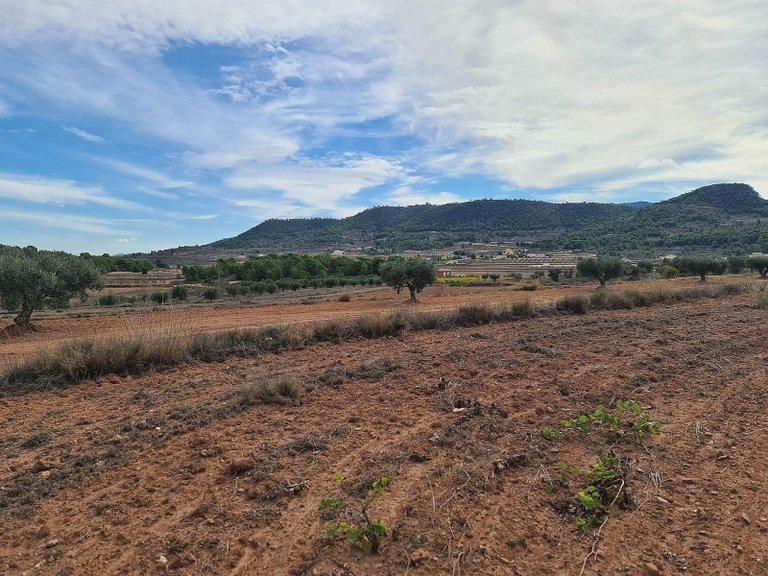 Plot for Sale in Pinoso, Alicante 4