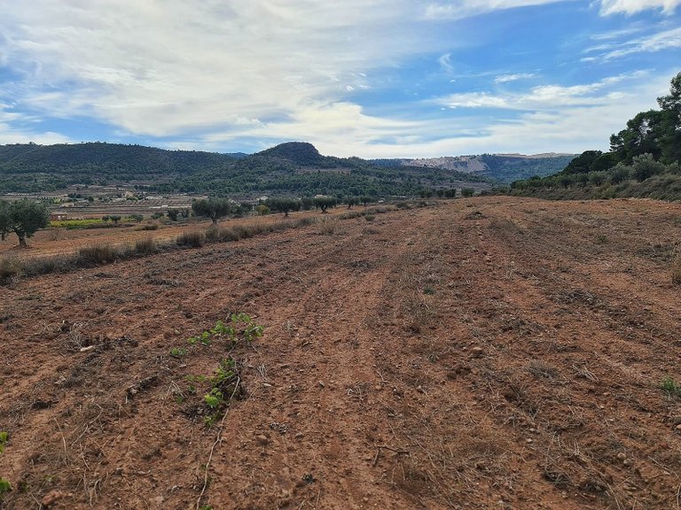 Plot for Sale in Pinoso, Alicante 2