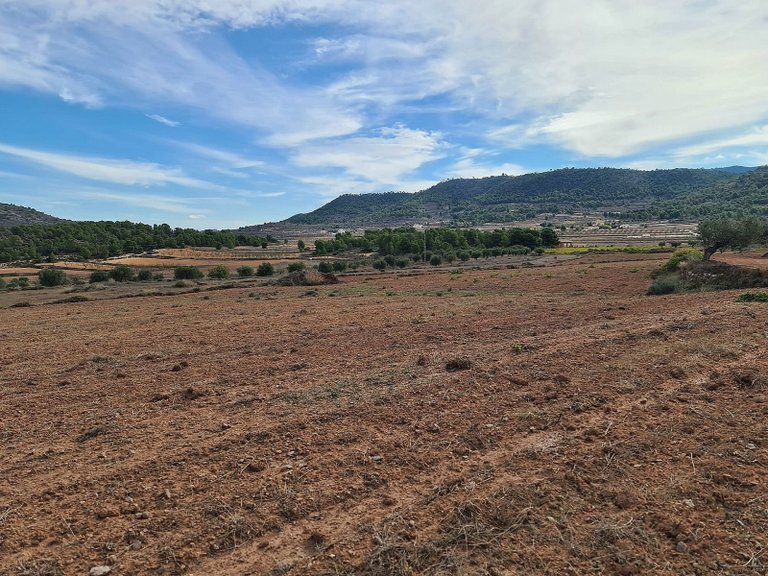 Plot for Sale in Pinoso, Alicante 7