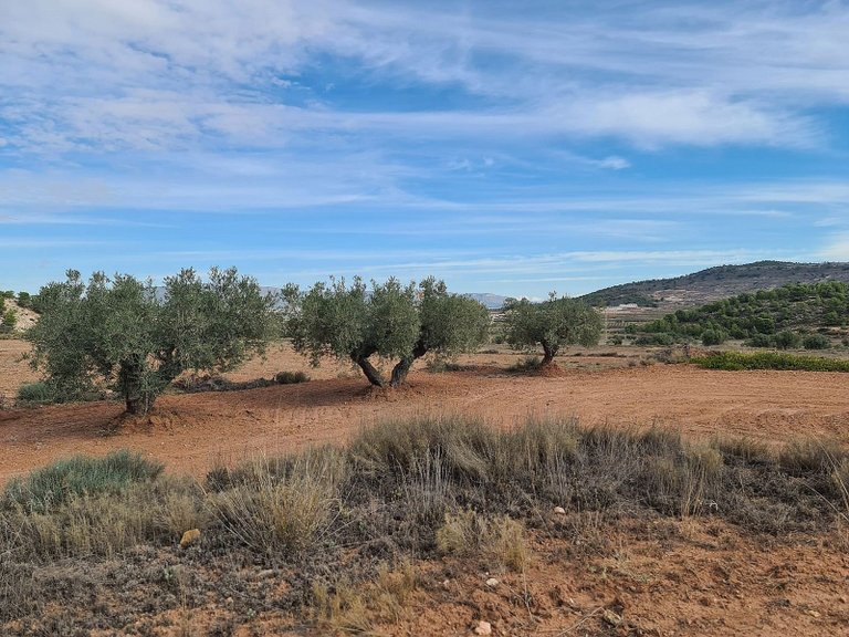 Plot for Sale in Pinoso, Alicante 8