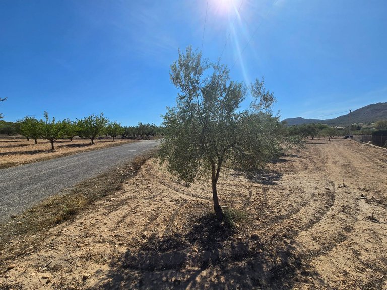 Plot for Sale in Salinas, Alicante 4