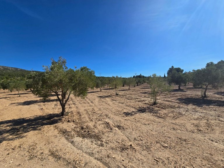 Plot for Sale in Salinas, Alicante 6
