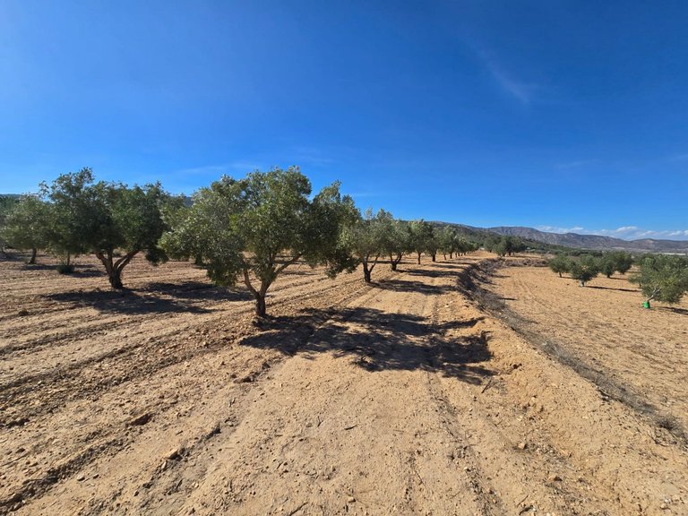 Plot for Sale in Salinas, Alicante 5