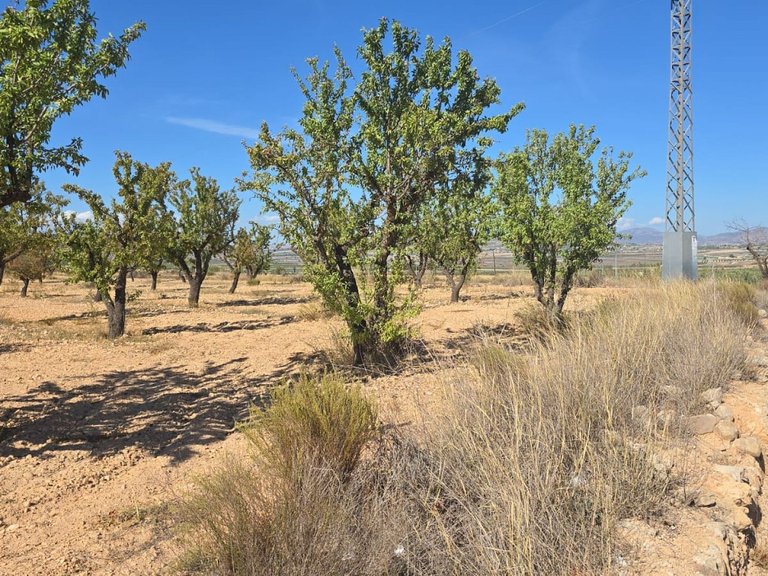 Plot for Sale in Salinas, Alicante 2