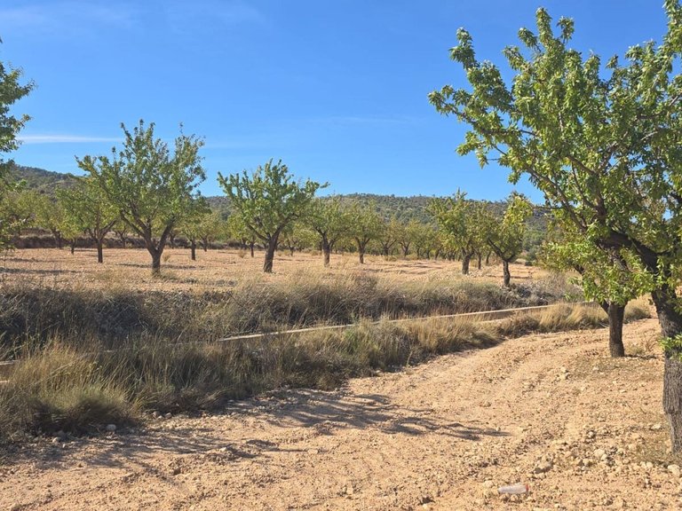 Plot for Sale in Salinas, Alicante 1