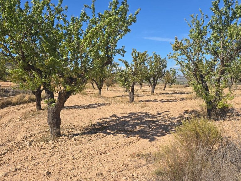 Plot for Sale in Salinas, Alicante 3