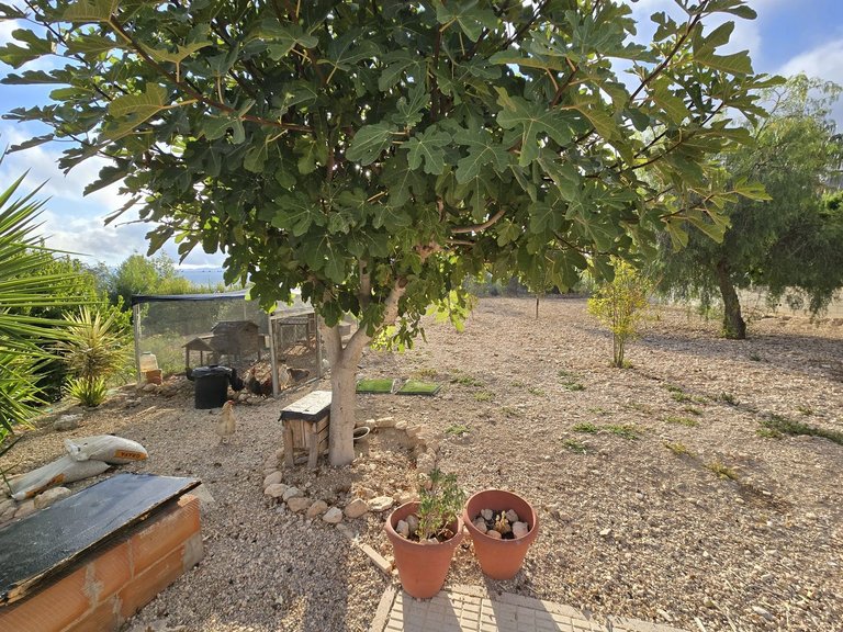 Villa for Sale in Sax, Alicante 27