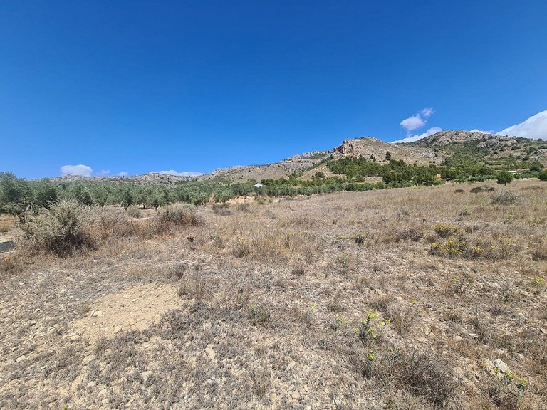 Plot for Sale in Sax, Alicante 1