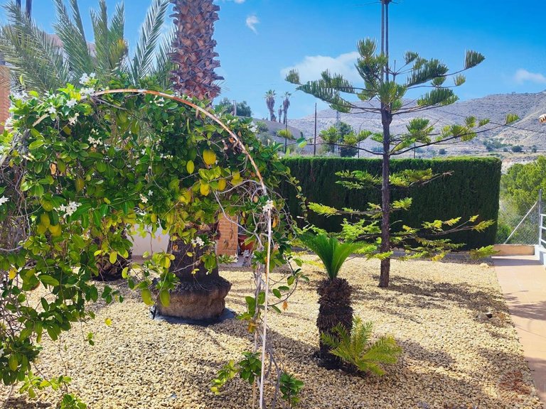 Villa for Rent in El Campello, Alicante 31
