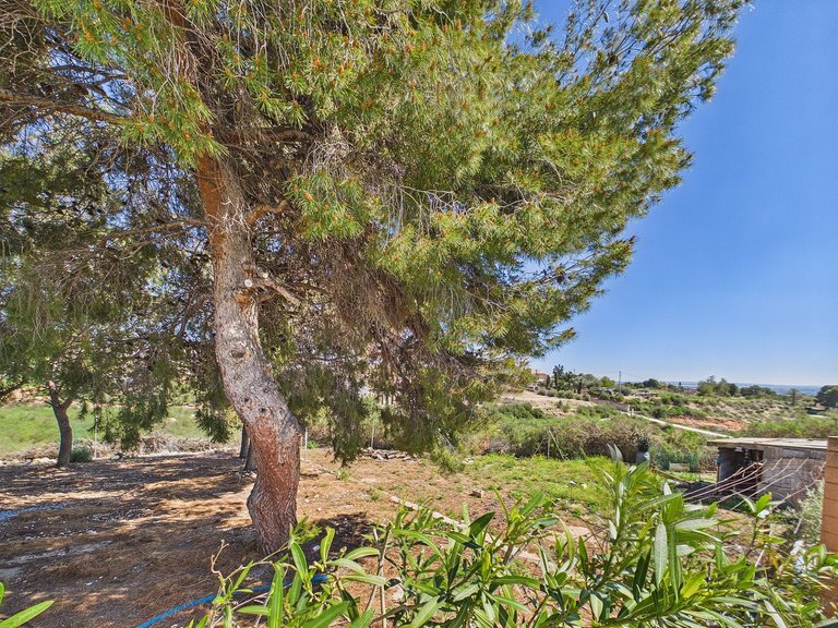 Villa for Sale in Albatera, Alicante 36