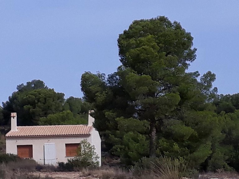 Country House for Sale in Pinoso, Alicante 6