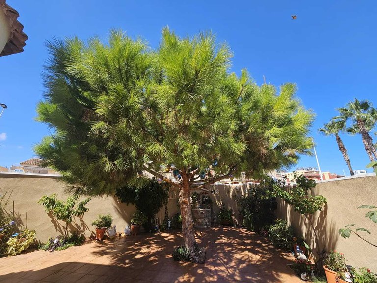 Villa for Sale in Costa Blanca Torrevieja, Alicante 25