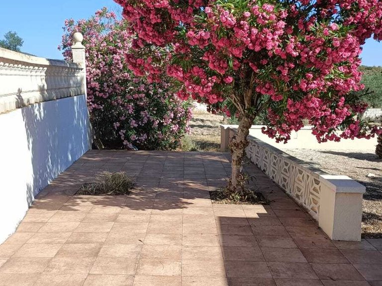 Villa for Sale in Inland Sax, Alicante 38