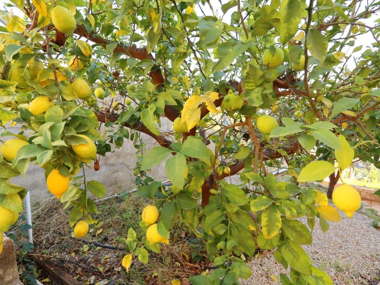 Villa for Sale in Costa Blanca Altea, Alicante 19