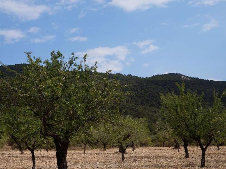 Plot for Sale in Yecla, Murcia 2