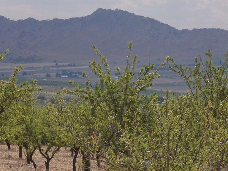 Plot for Sale in Yecla, Murcia 1