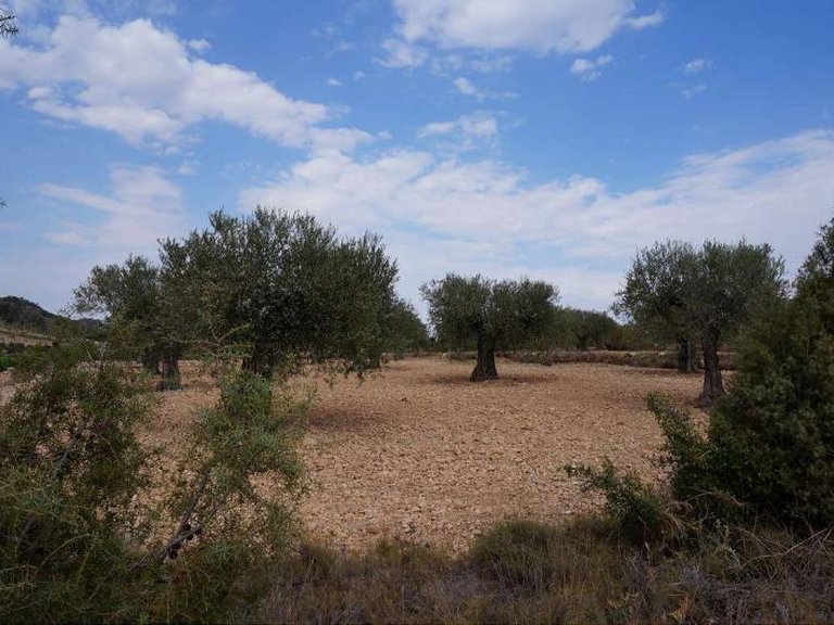 Plot for Sale in Yecla, Murcia 3