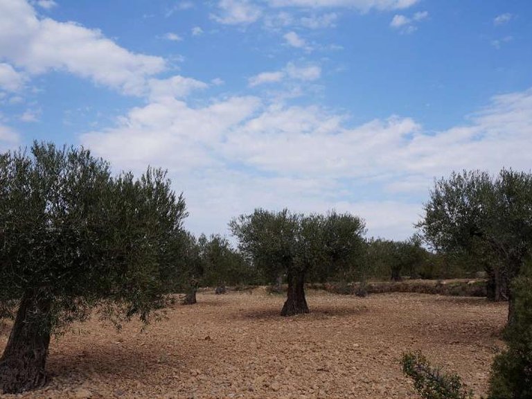 Plot for Sale in Yecla, Murcia 4