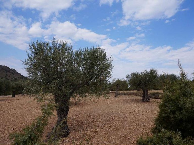 Plot for Sale in Yecla, Murcia 5