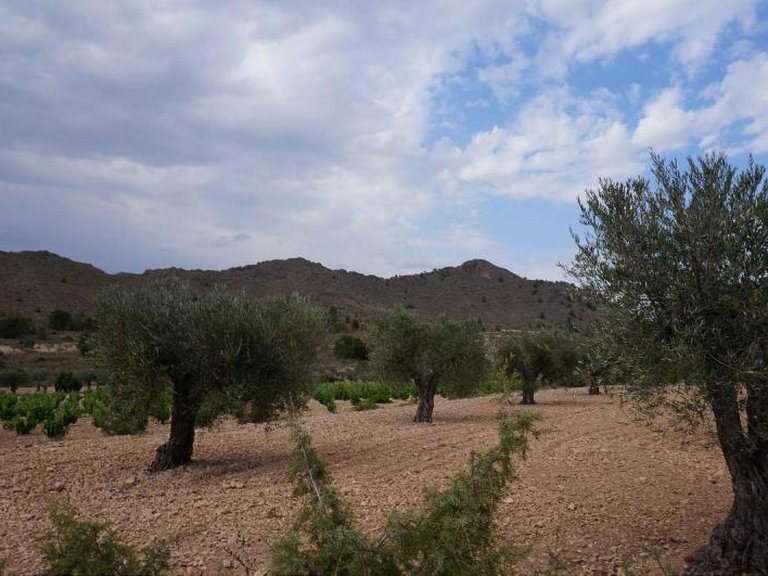 Plot for Sale in Yecla, Murcia 6