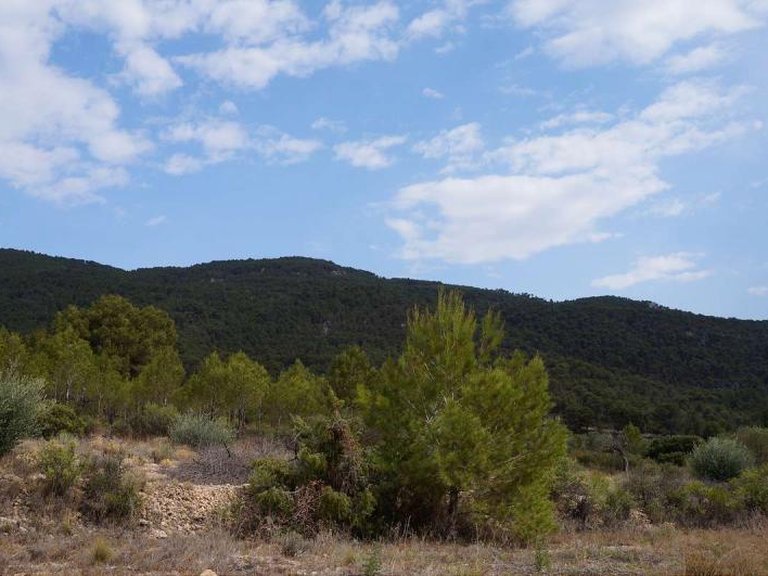 Plot for Sale in Yecla, Murcia 7