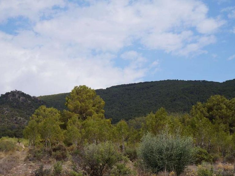 Plot for Sale in Yecla, Murcia 8