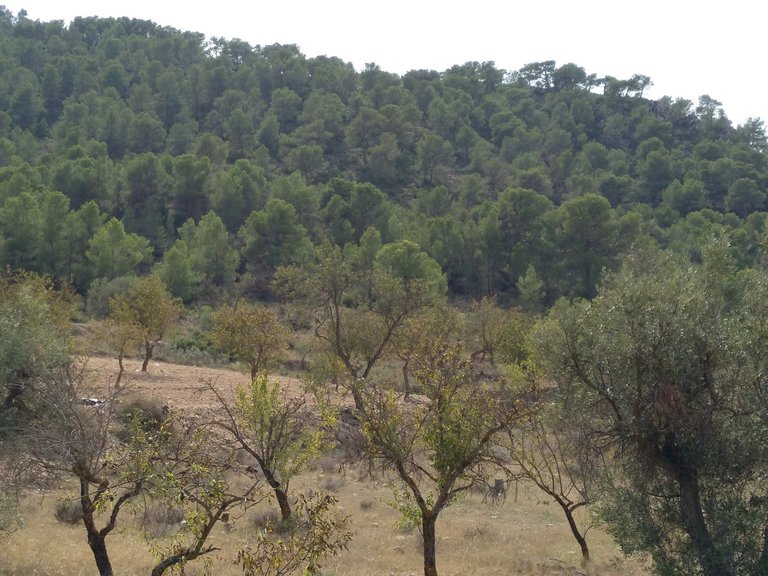 Plot for Sale in Abanilla, Murcia 4