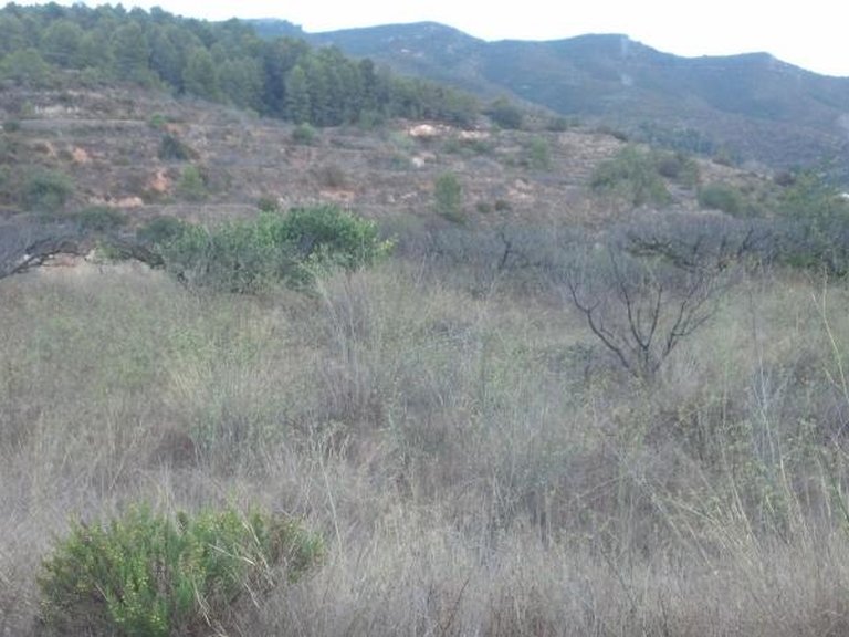 Plot for Sale in Gandia, Alicante 4
