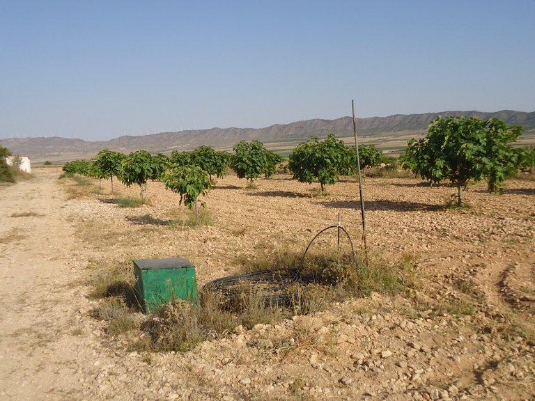 Plot for Sale in Yecla, Murcia 4