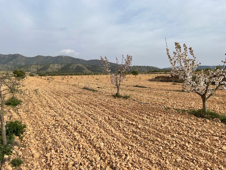 Plot for Sale in Yecla, Murcia 15
