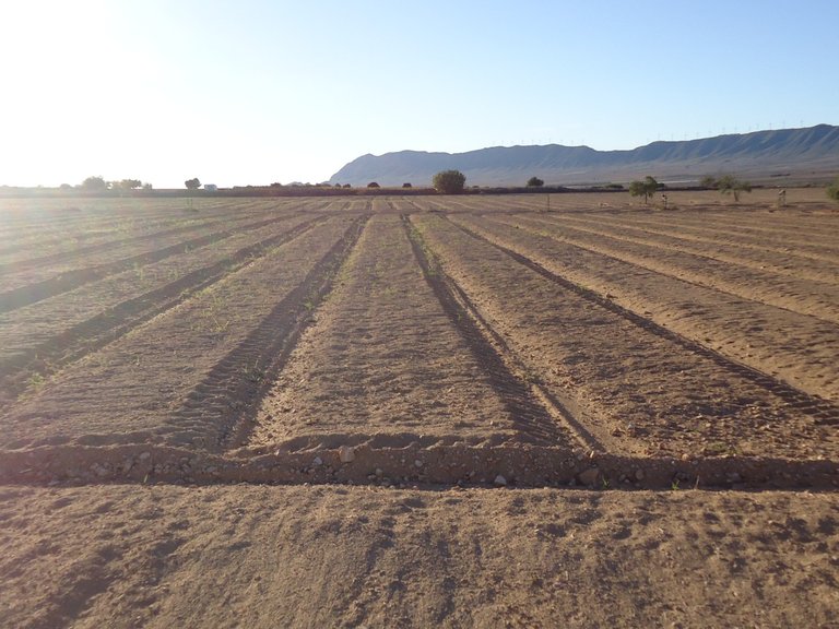 Plot for Sale in Yecla, Murcia 9