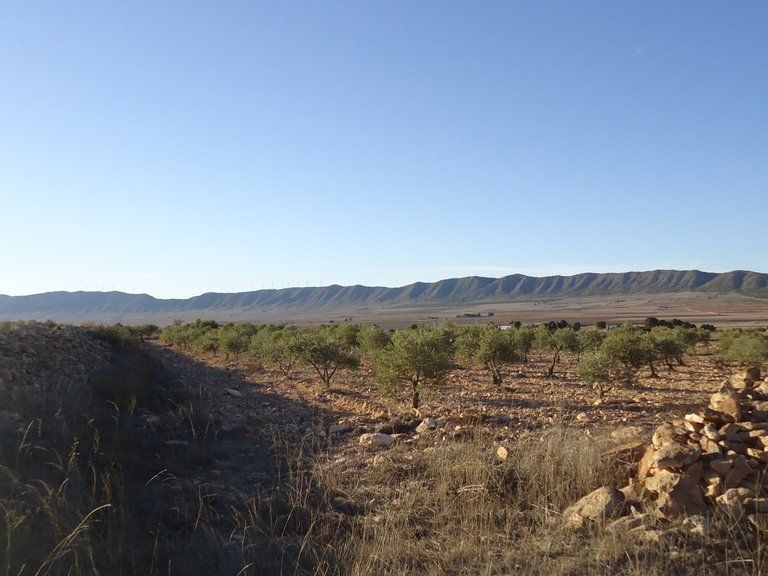 Plot for Sale in Yecla, Murcia 8