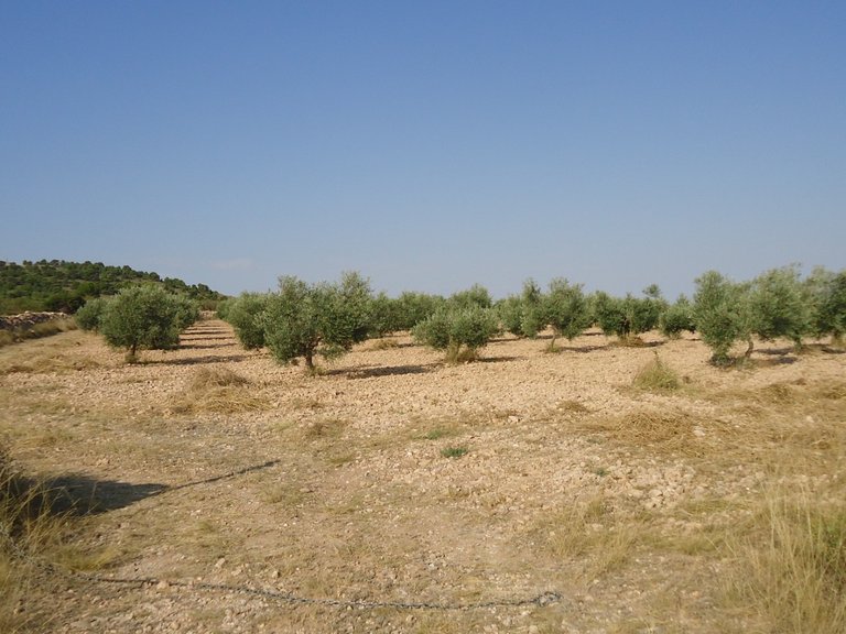 Plot for Sale in Yecla, Murcia 6