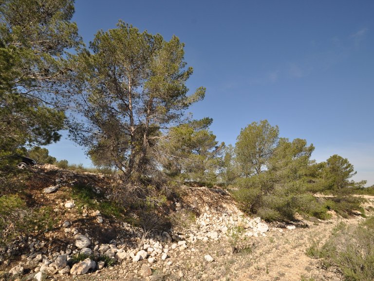Plot for Sale in La Zarza, Murcia 9