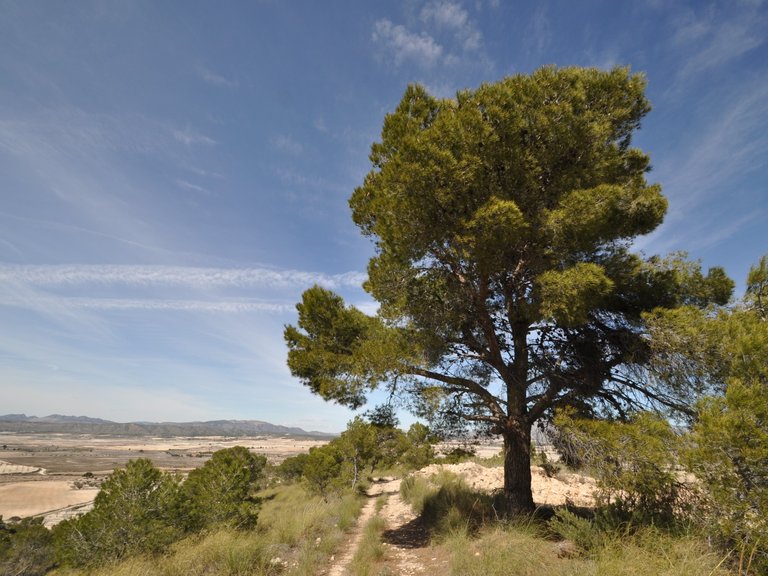 Plot for Sale in La Zarza, Murcia 8