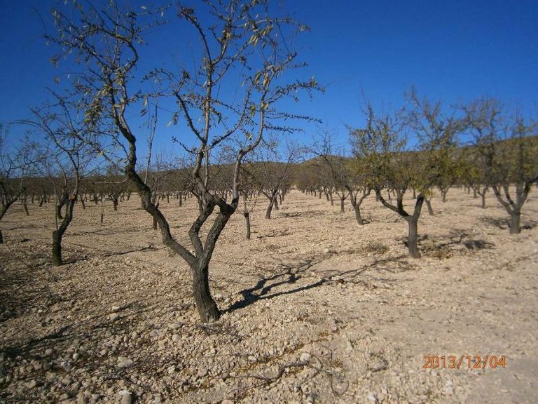 Plot for Sale in Yecla, Murcia 2