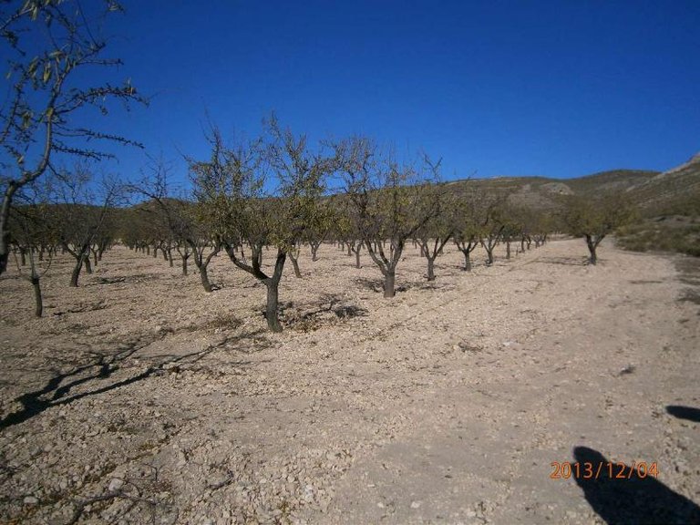 Plot for Sale in Yecla, Murcia 3