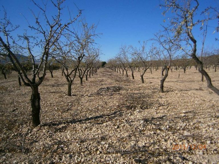 Plot for Sale in Yecla, Murcia 4