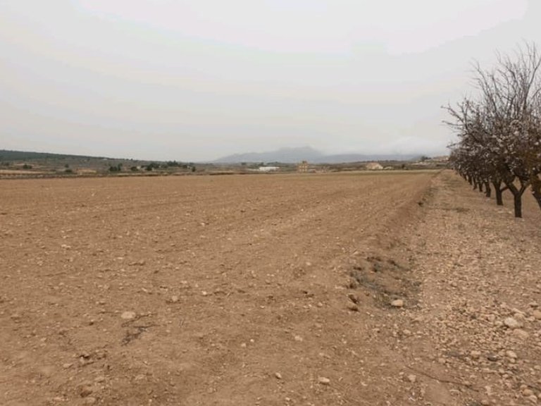 Plot for Sale in Pinoso, Alicante 1